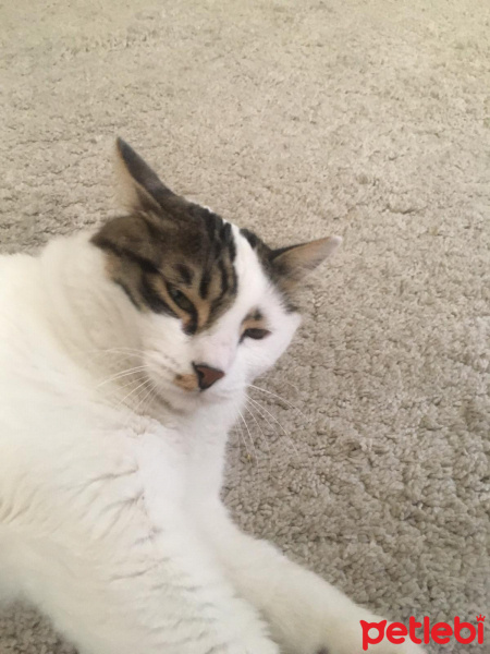 Tekir Kedi, Kedi  Mavi fotoğrafı