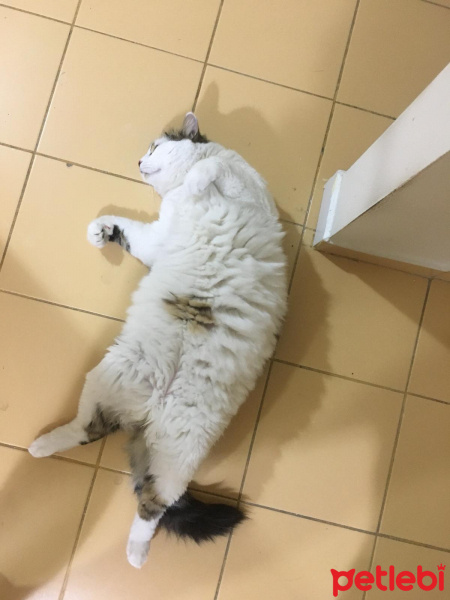 Tekir Kedi, Kedi  Mavi fotoğrafı