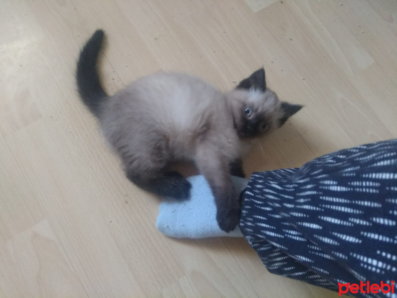 British Shorthair, Kedi  Flocky fotoğrafı