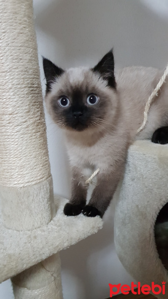 British Shorthair, Kedi  Flocky fotoğrafı