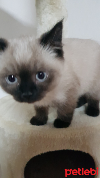 British Shorthair, Kedi  Flocky fotoğrafı