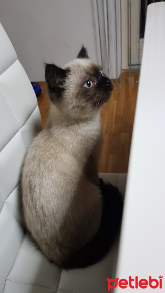British Shorthair, Kedi  Flocky fotoğrafı
