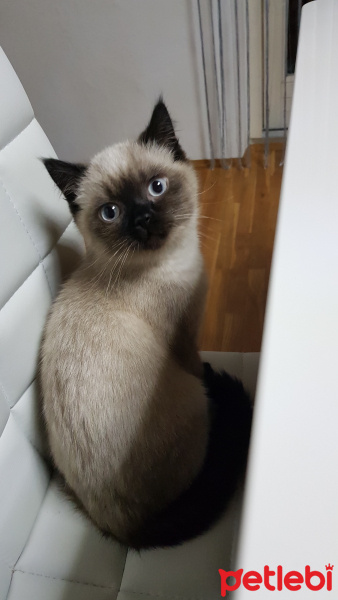 British Shorthair, Kedi  Flocky fotoğrafı