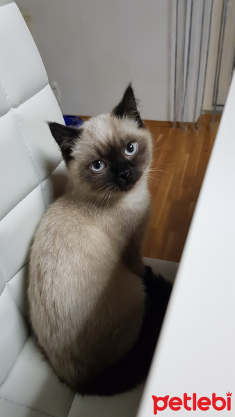 British Shorthair, Kedi  Flocky fotoğrafı