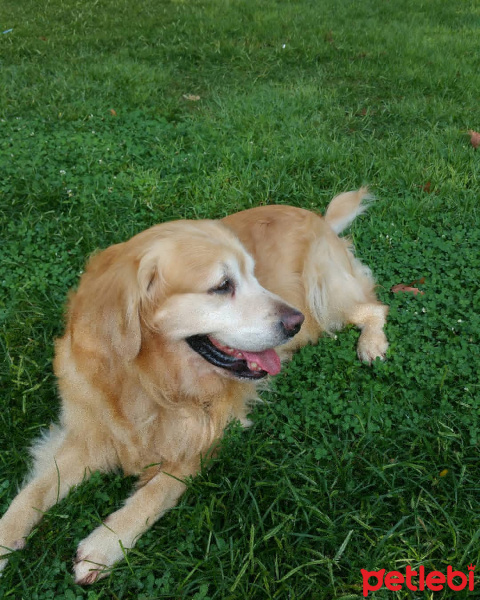 Golden Retriever, Köpek  Puki fotoğrafı