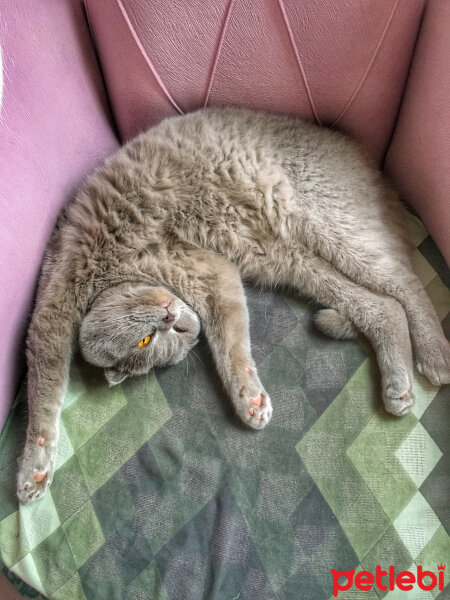 Scottish Fold, Kedi  Lokum fotoğrafı