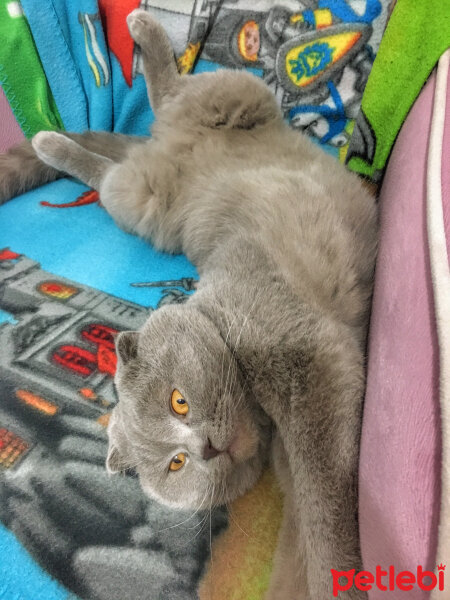 Scottish Fold, Kedi  Lokum fotoğrafı