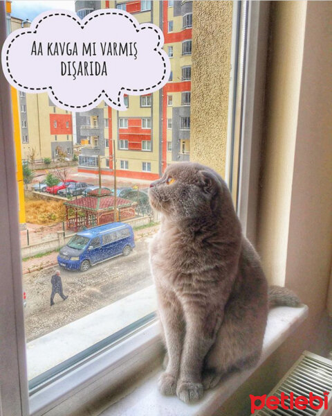 Scottish Fold, Kedi  Lokum fotoğrafı