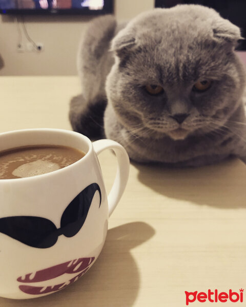 Scottish Fold, Kedi  Lokum fotoğrafı