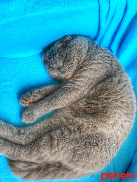 Scottish Fold, Kedi  Lokum fotoğrafı