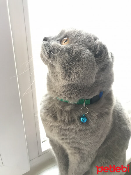 Scottish Fold, Kedi  Lokum fotoğrafı