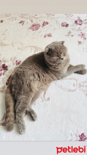 Scottish Fold, Kedi  Lokum fotoğrafı