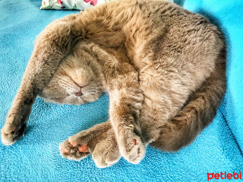 Scottish Fold, Kedi  Lokum fotoğrafı