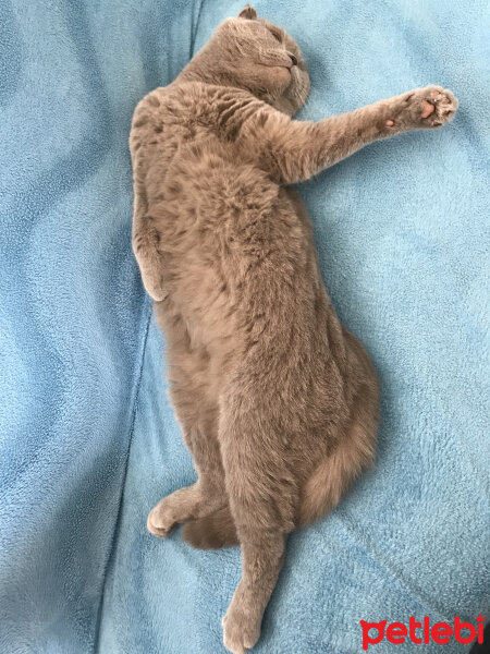 Scottish Fold, Kedi  Lokum fotoğrafı