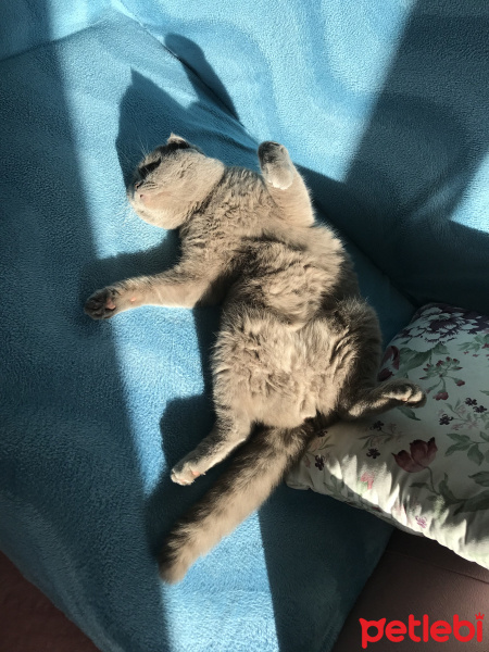 Scottish Fold, Kedi  Lokum fotoğrafı