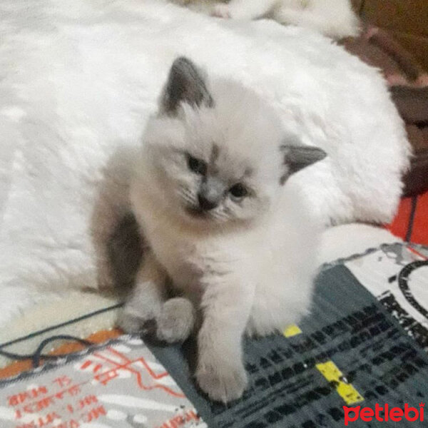 Scottish Fold, Kedi  Lokum fotoğrafı