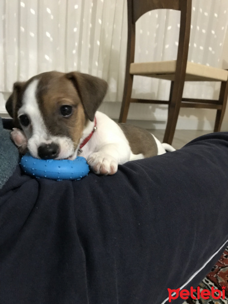 Jack Russell Terrier, Köpek  Daff fotoğrafı