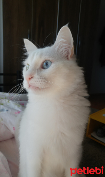 Van Kedisi, Kedi  Köpük fotoğrafı