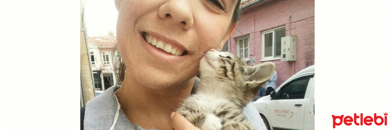 Van Kedisi, Kedi  Köpük fotoğrafı
