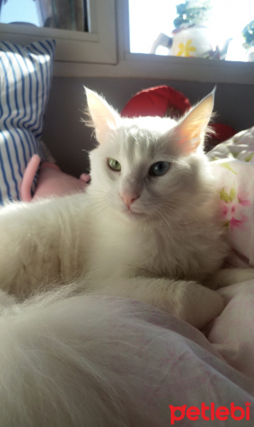 Van Kedisi, Kedi  Köpük fotoğrafı