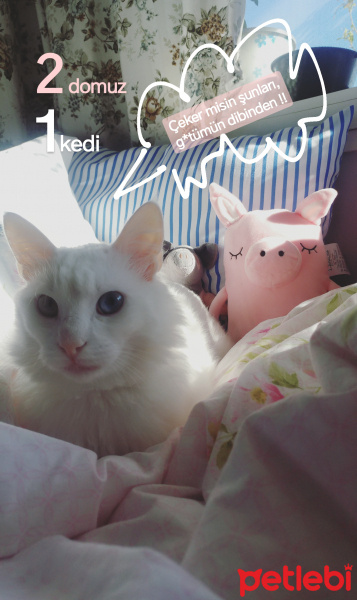 Van Kedisi, Kedi  Köpük fotoğrafı