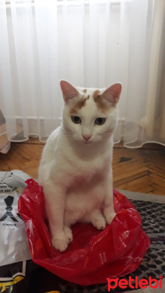 Tekir Kedi, Kedi  Casper fotoğrafı