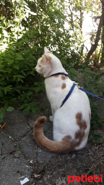 Tekir Kedi, Kedi  Casper fotoğrafı