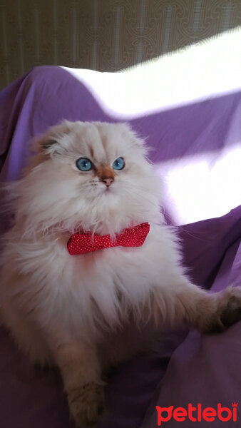 Scottish Fold, Kedi  Chef fotoğrafı