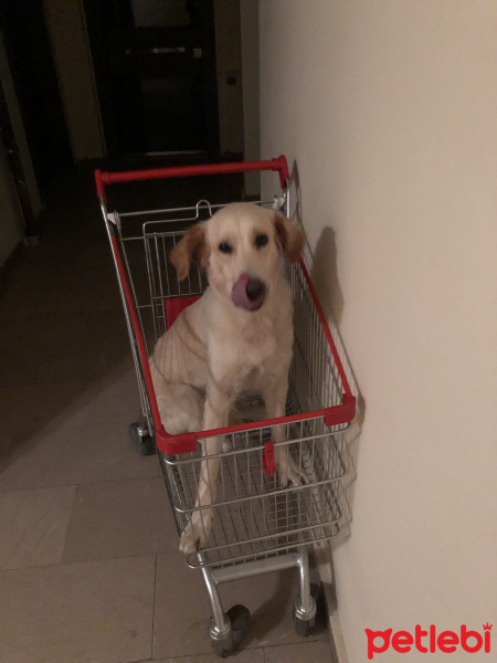 Golden Retriever, Köpek  Lina fotoğrafı