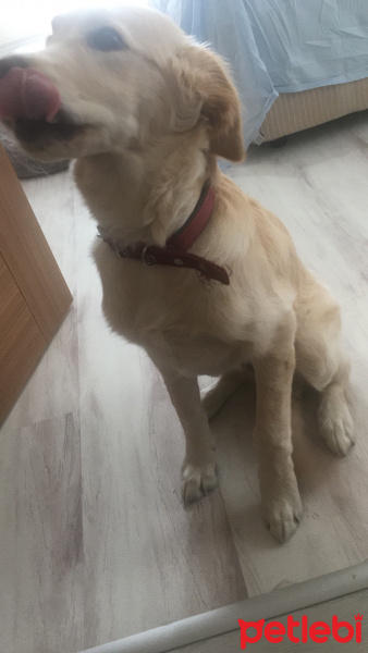 Golden Retriever, Köpek  Lina fotoğrafı