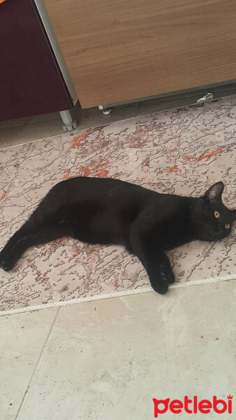 Soke, Kedi  Bagheera fotoğrafı