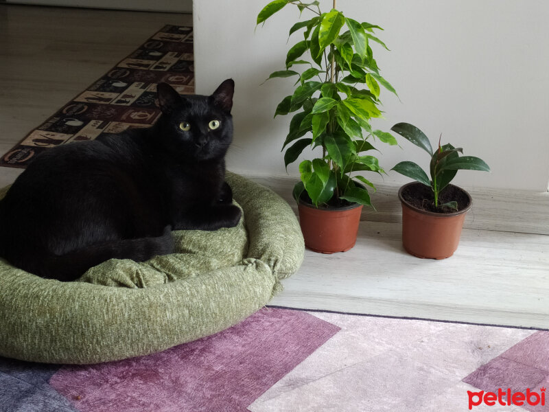 Soke, Kedi  Bagheera fotoğrafı