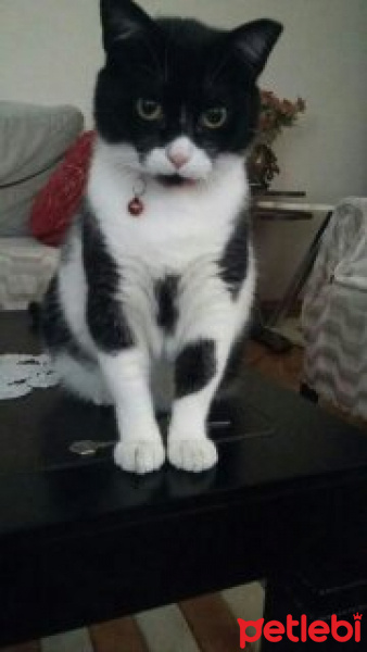 Munchkin, Kedi  boncuk+pia fotoğrafı