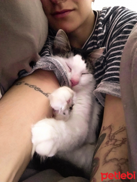 Tekir Kedi, Kedi  Çakal Carlos fotoğrafı