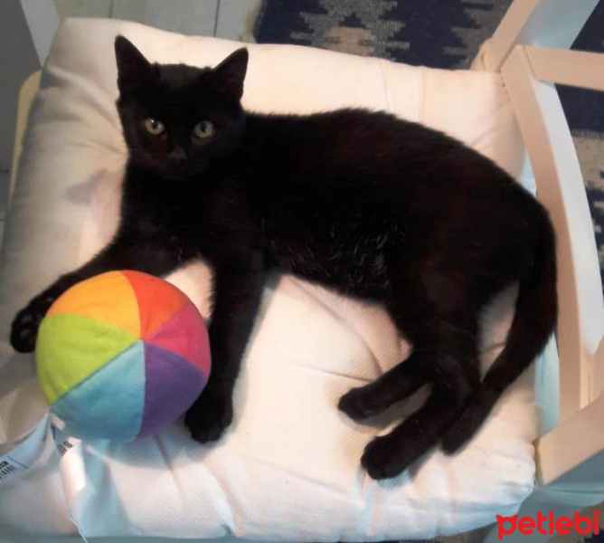 Bombay, Kedi  GIRGIR fotoğrafı