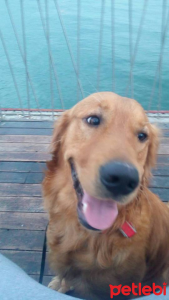 Golden Retriever, Köpek  kral fotoğrafı