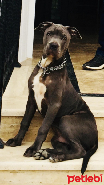 Amerikan Pitbull Terrier, Köpek  Thor fotoğrafı