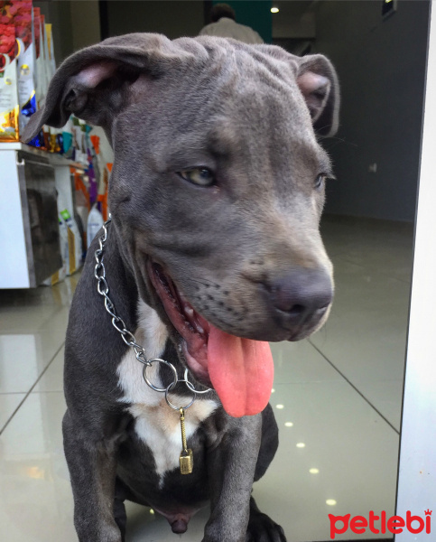 Amerikan Pitbull Terrier, Köpek  Thor fotoğrafı