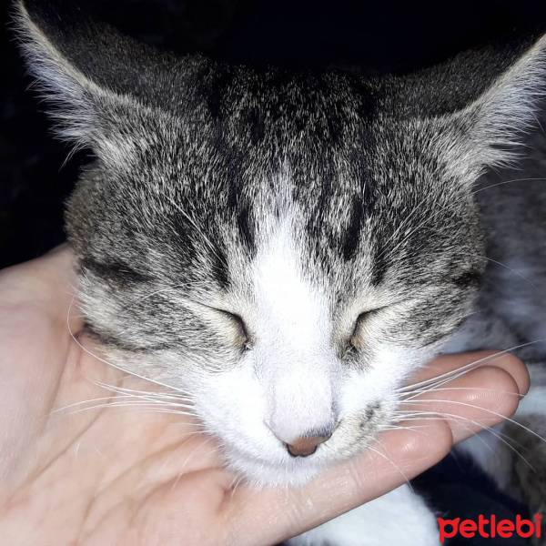 Tekir Kedi, Kedi  Tekir fotoğrafı