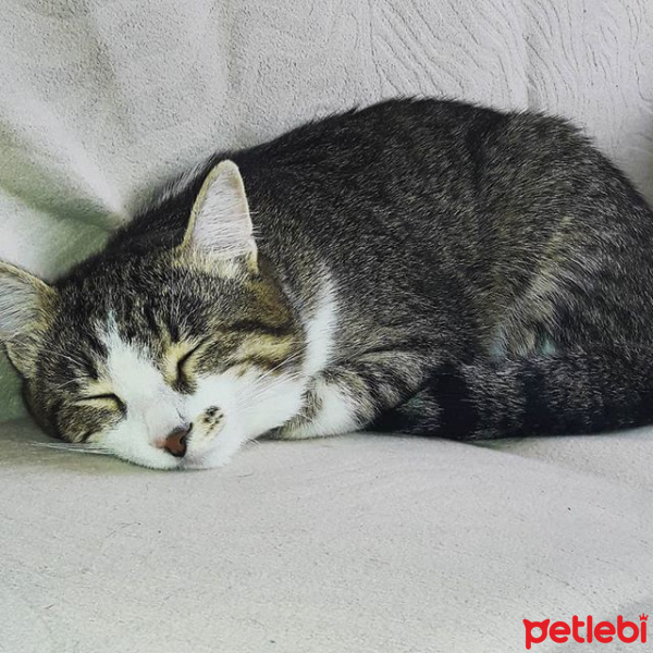 Tekir Kedi, Kedi  Tekir fotoğrafı