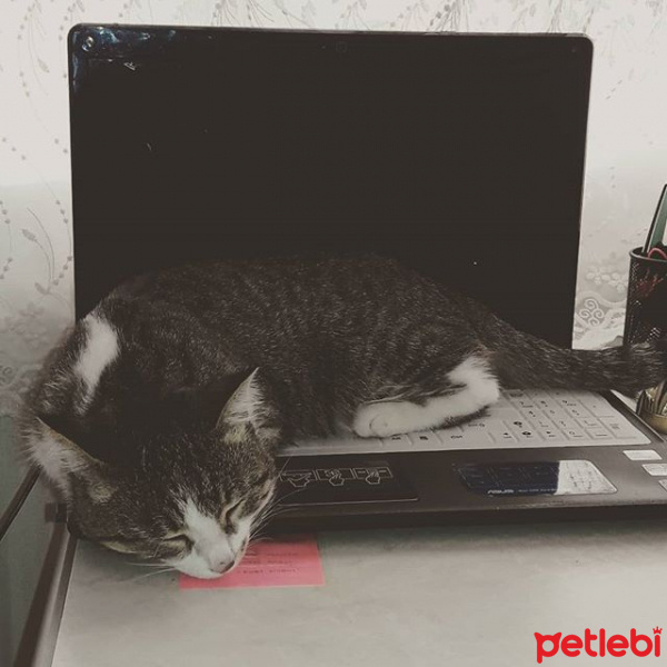 Tekir Kedi, Kedi  Tekir fotoğrafı
