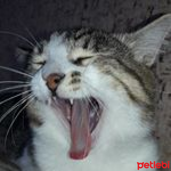 Tekir Kedi, Kedi  Tekir fotoğrafı