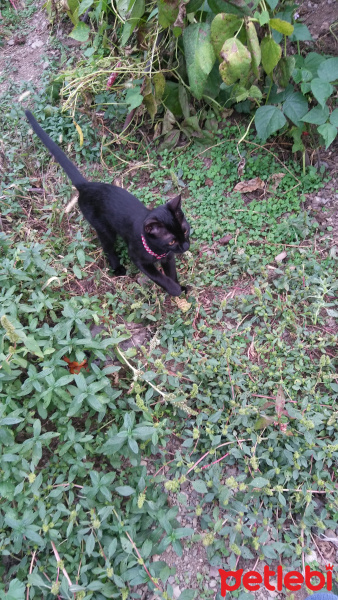 Bombay, Kedi  Şapşik fotoğrafı