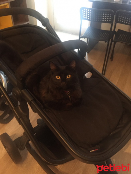 Soke, Kedi  minnoş fotoğrafı