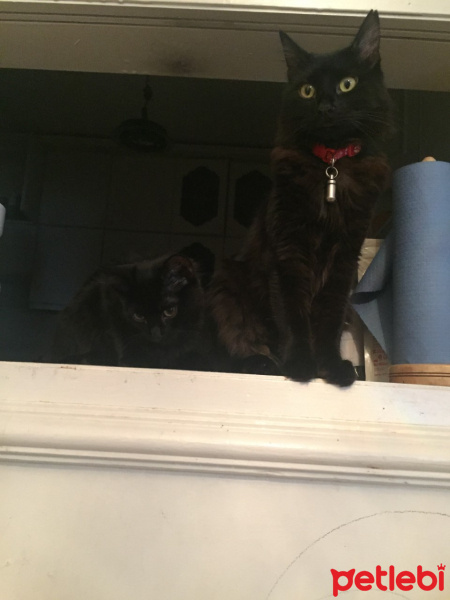 Soke, Kedi  minnoş fotoğrafı