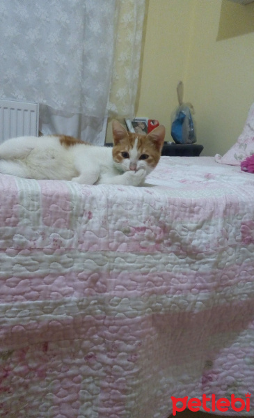 Burmilla (Silver Burmese), Kedi  Ginger fotoğrafı
