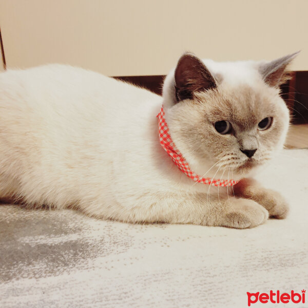 British Shorthair, Kedi  Lokum fotoğrafı