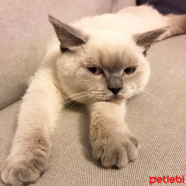 British Shorthair, Kedi  Lokum fotoğrafı