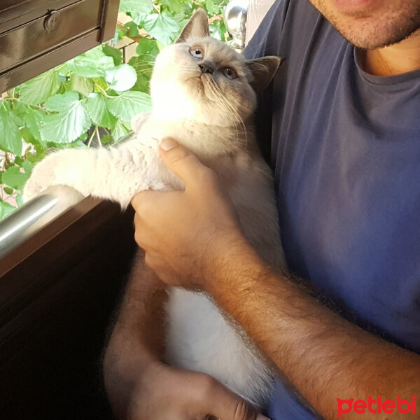 British Shorthair, Kedi  Lokum fotoğrafı