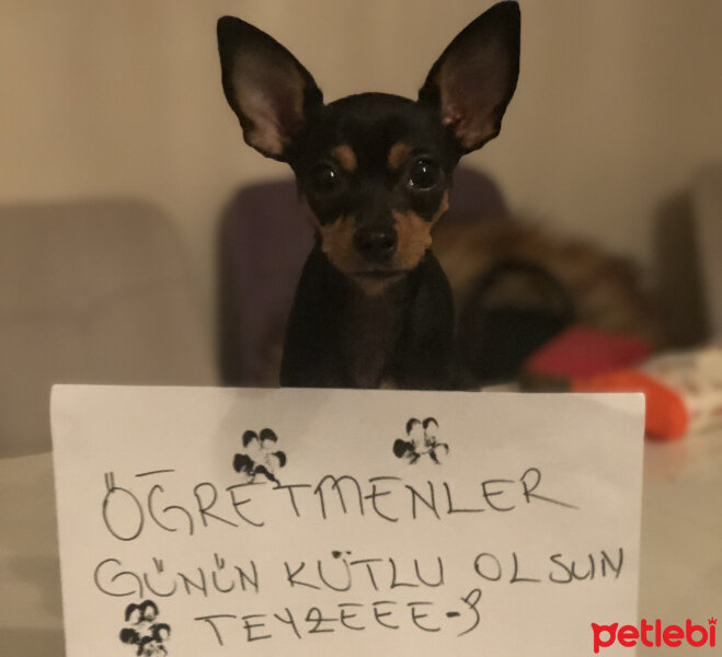 Minyatür Pinscher, Köpek  Afro fotoğrafı